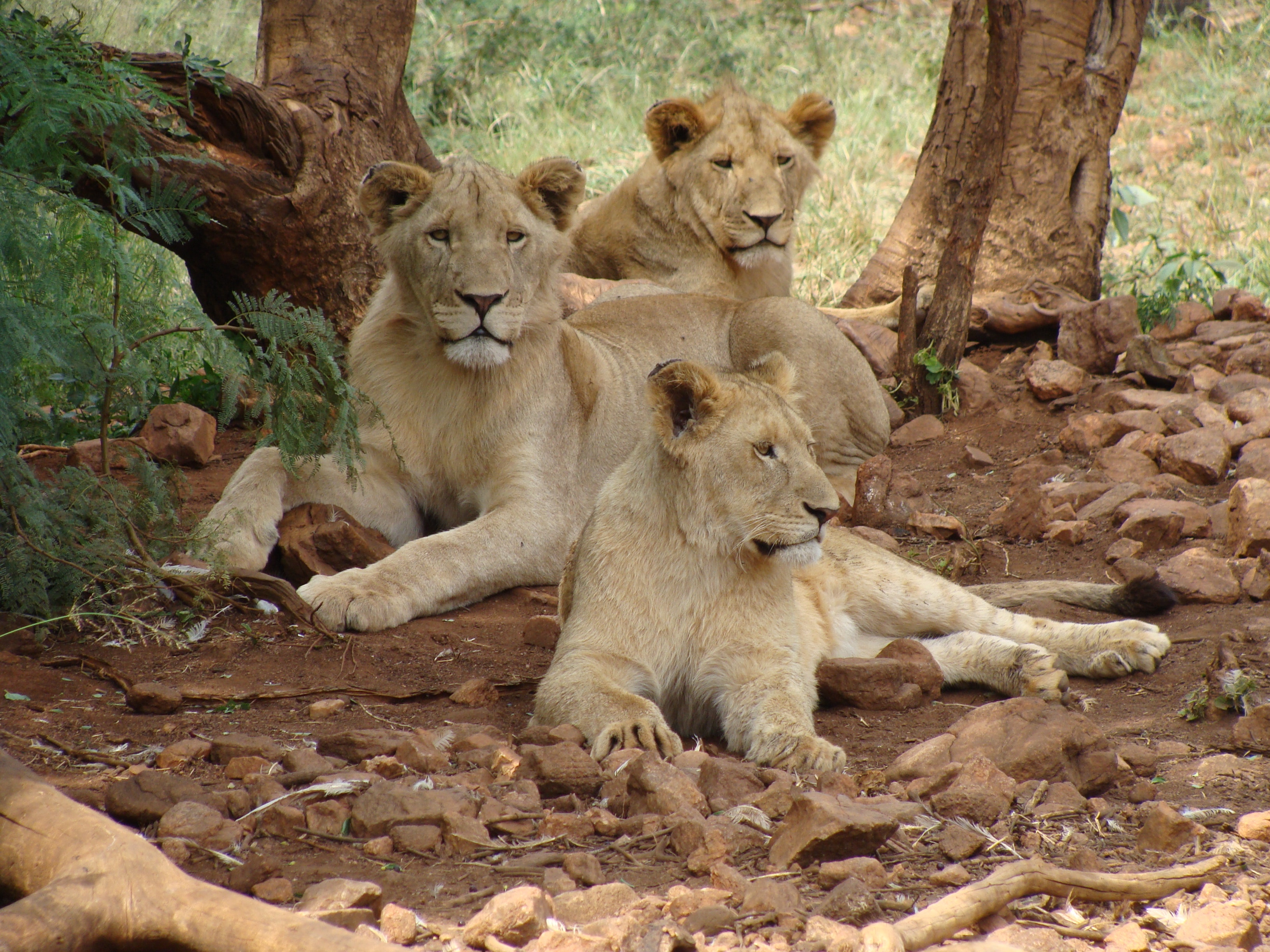 Slide Image