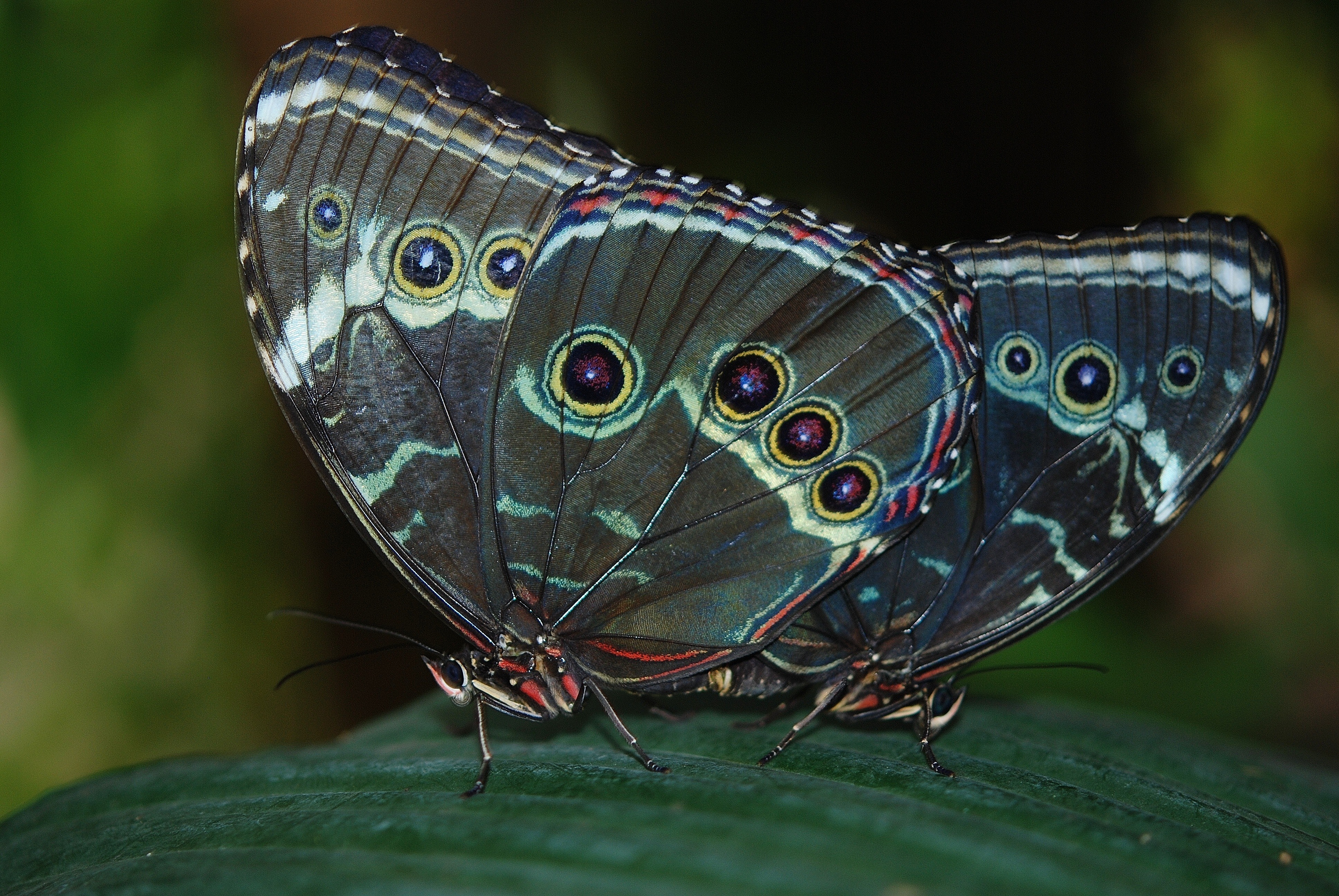 Slide Image
